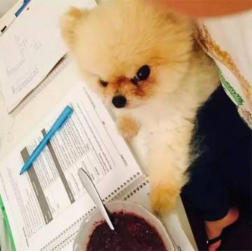 一只因为愤怒的表情而走红的博美犬，小心别靠近它...