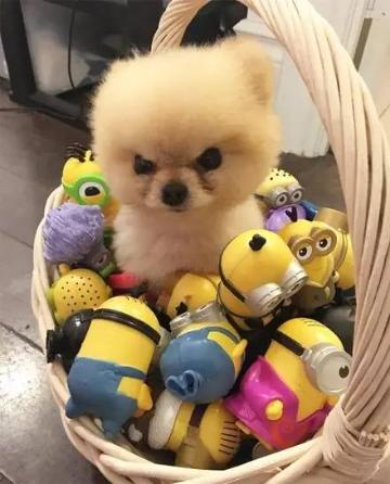 一只因为愤怒的表情而走红的博美犬，小心别靠近它...