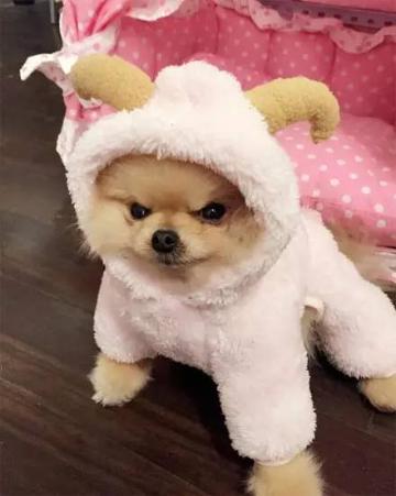 一只因为愤怒的表情而走红的博美犬，小心别靠近它...