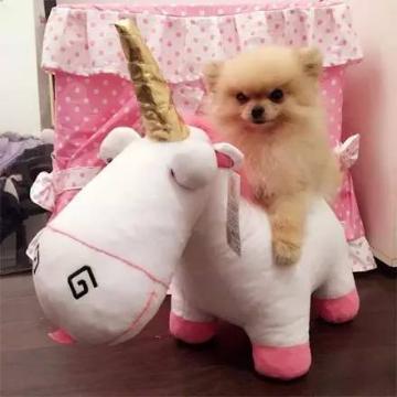 一只因为愤怒的表情而走红的博美犬，小心别靠近它...