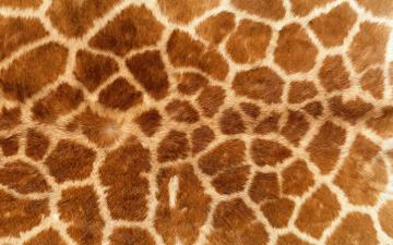 动物花纹 Animal Fur Pattern