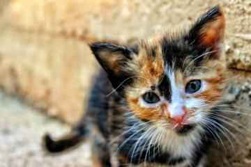 顽强生存的流浪猫