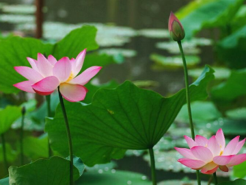 夏季透心凉，香花独自开