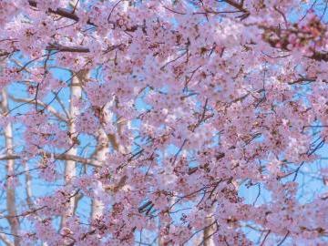 四月，就该来一趟青岛赏樱花！ 