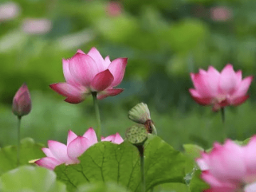 芒种泽草所生，种之芒种